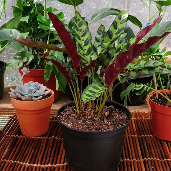 🌱Calathea Rattlesnake | 4" pot - Picture 7 of 7